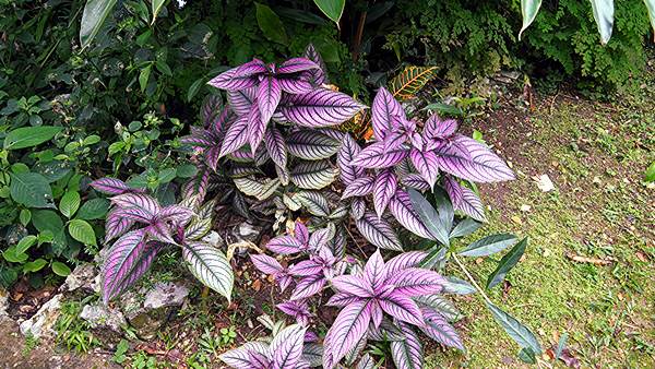 images/260203/P2030339.jpg