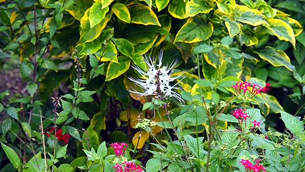 images/260203/P2030356.jpg